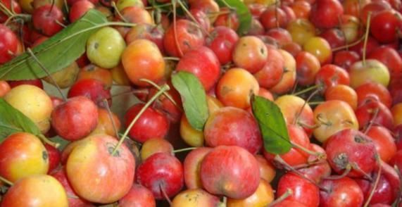 南方这“水果”火了,比蜜饯还甜,5毛一斤没人要,北方卖出高价