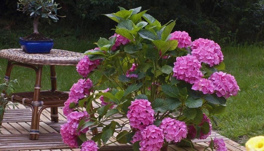 绣球花盆栽小技巧 打好3项基础 花球更大 长爆盆简单 粉紫色