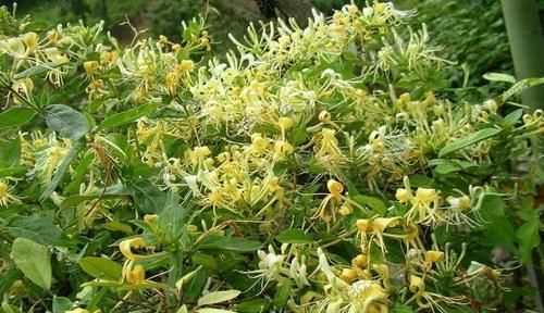 家里养花选它，沾土就能活，比桂花香10倍，开花200天以上！