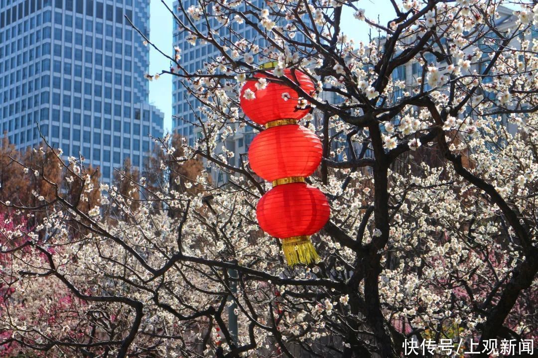 走进|梅开五福！普陀这里简直“美爆了”