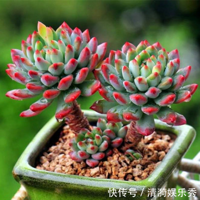 盘点10种“容易度夏”多肉，南北方花友，随便选、随便养