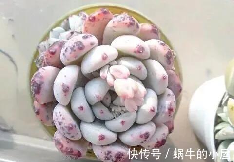 夏季|多肉植物有五怕,想要养好多肉,如果都不清楚,怎么能行