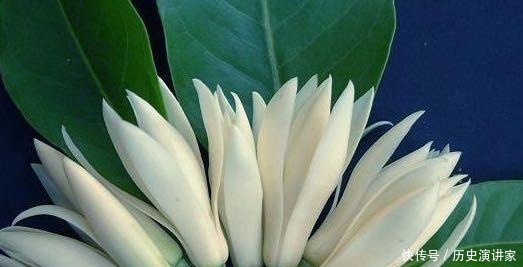 零下|少抽几包烟,此花也要种2棵,零下十度冻不死,浇水就开花!