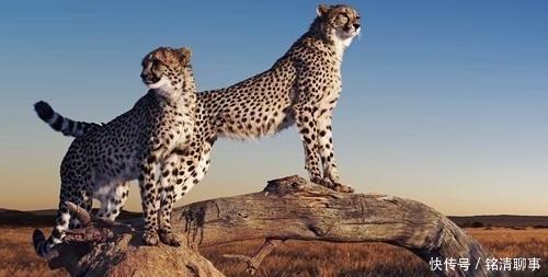 巨毋霸|王莽的巨毋霸指的是什么?