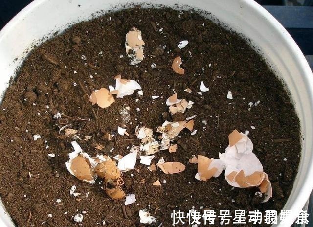 叶土|君子兰盆里放2样东西，啥肥不用给，照样花苞多、叶满盆