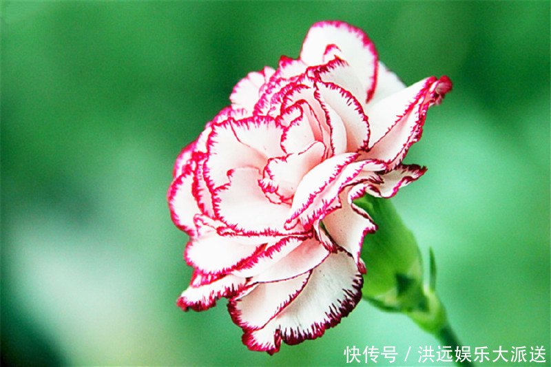 此花是母爱之花，绚丽怡人，代表着伟大的母爱，让人深深的感动！