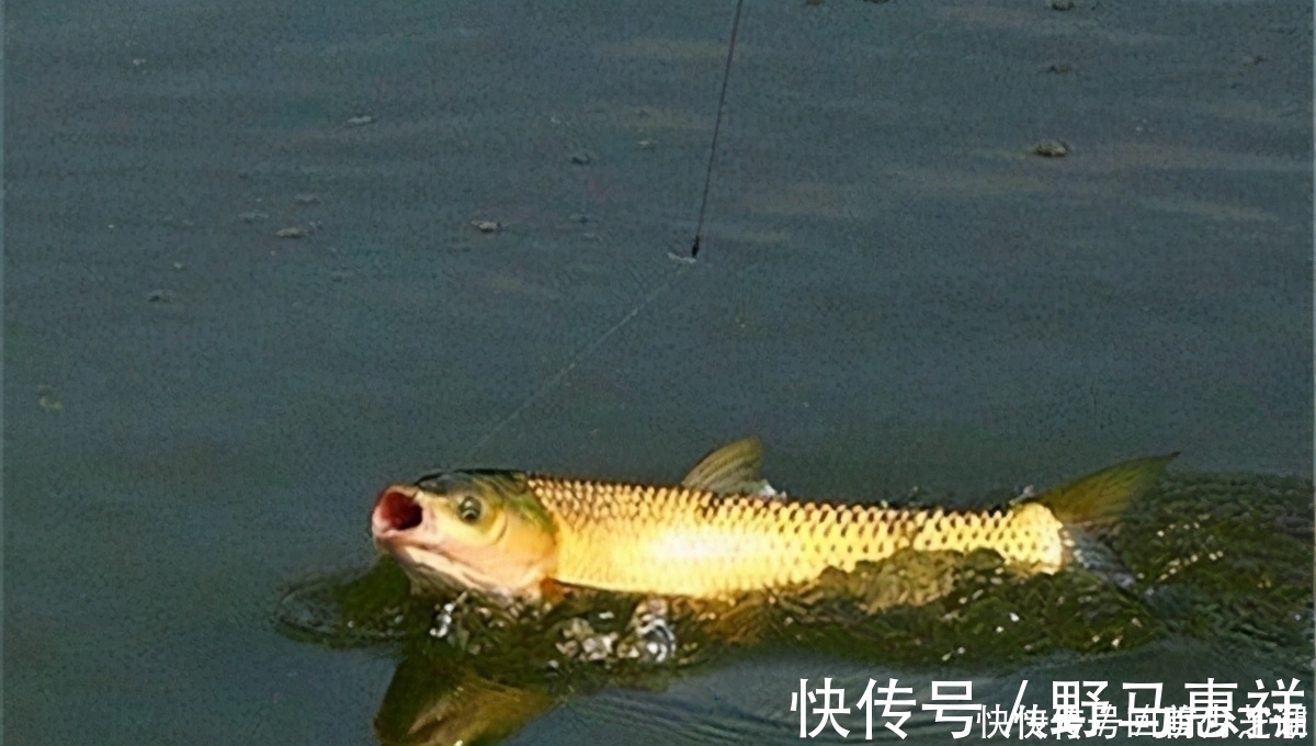 觅食|这两种钓法专门钓草鱼，不怎么费力，草鱼很容易就上钩了