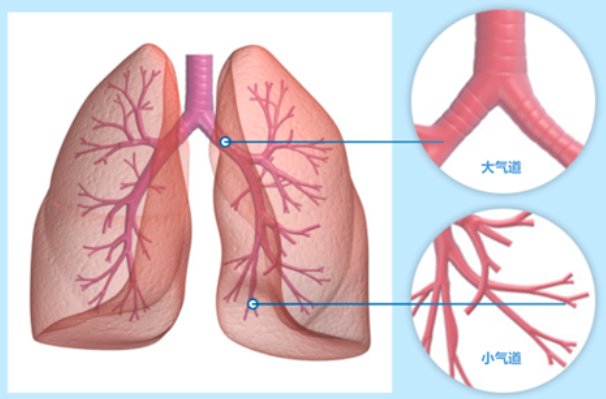 气道|中国成人肺部健康最新研究：臭氧长期暴露或致小气道功能障碍