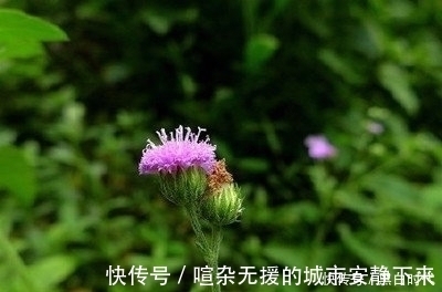 泡水|“识得夜香牛,失眠不用愁”,隔三差五泡水喝,一觉睡到大天亮