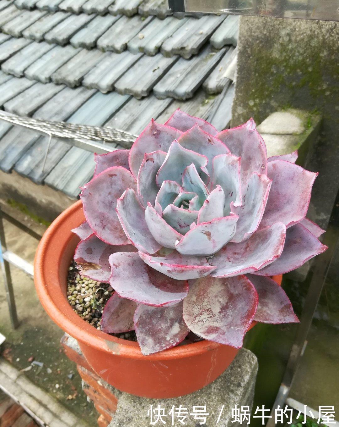 养分|多肉即将进入休眠期,三动作“控一控”,顺利度夏,不易穿裙子