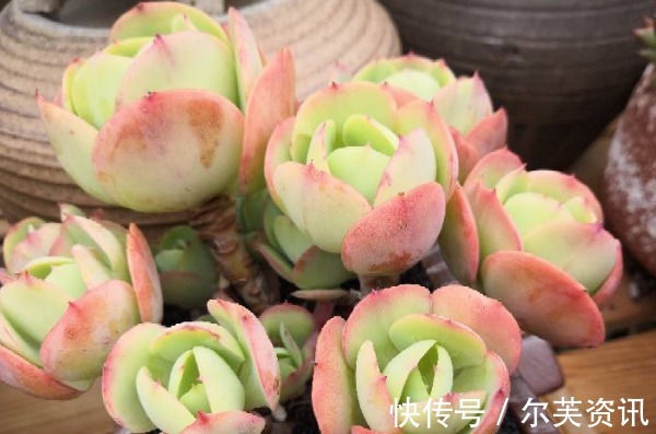 碧桃|多肉碧桃长气根怎么办以下3个原因要知道,植株健康又美观