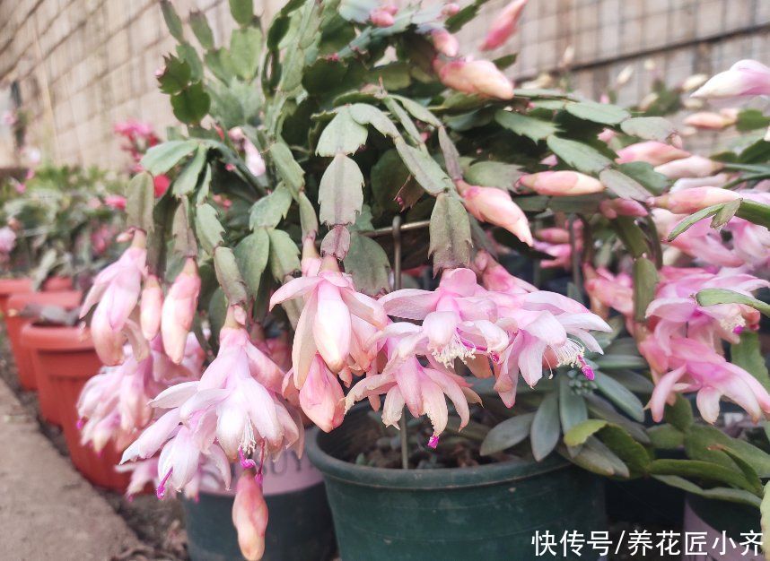 前提|蟹爪兰夏季也生长，只要做好一个“前提”，再合理养护就可以