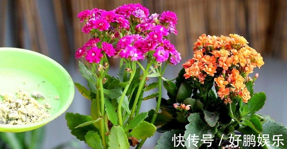 长寿花和蟹爪兰,开完花后做好这几件事,很快能再次开花