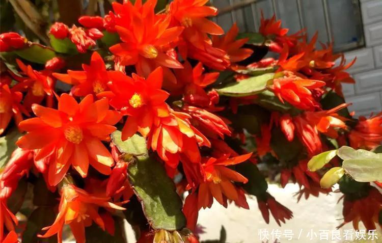 蟹爪兰叶子“打焉”，用这个“小方法”，叶片肥厚，长势更旺