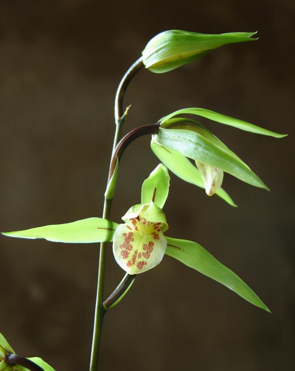 这几种冬天开的兰花，花期长、花色艳、花型美，清香扑鼻，真美