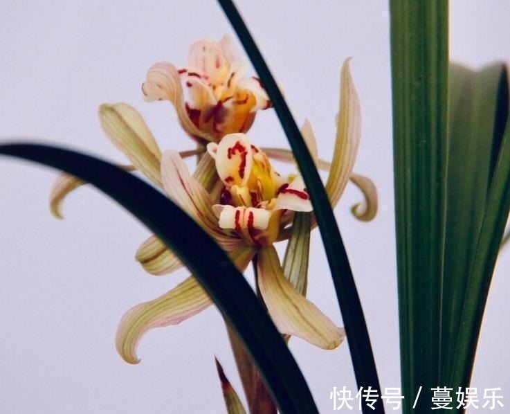 服盆|兰花翻盆:两花不翻、两水不浇、两肥不施,你做对了吗