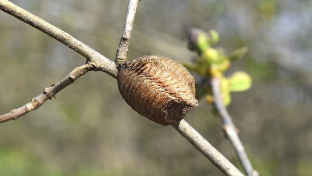 农村|农村俗语“公牛不上床,快找绿大娘”什么意思?为何还有人相信?