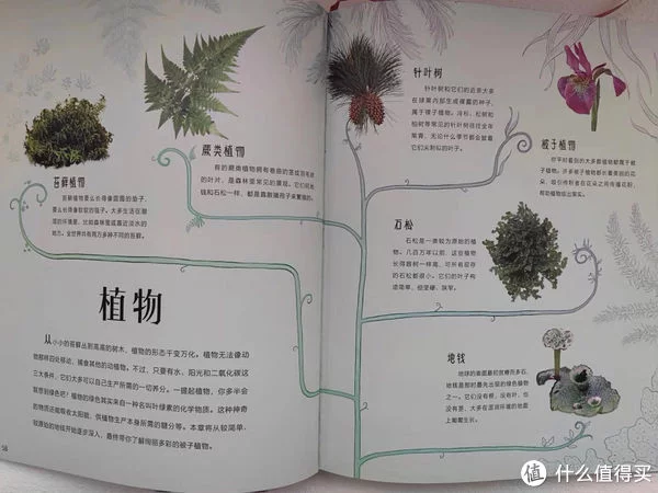 墙裂推荐（我的心爱之物）我的心爱之物作文200字 第17张