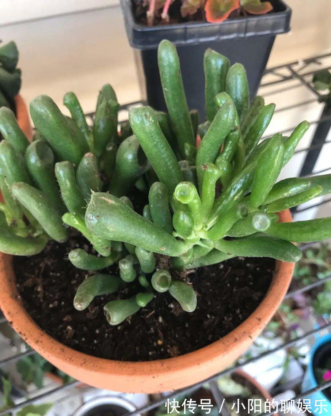 玉树能吸财,叶子长成存钱筒,太阳一晒红彤彤