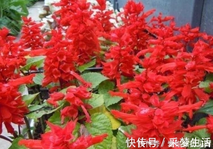 芹叶牡丹|4种花好养易活,旺财又养人,养一盆一年四季都在开!