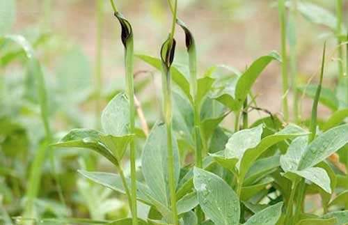 酸枣仁|“原汁原味”的中医治失眠医案，看完你也能治失眠！