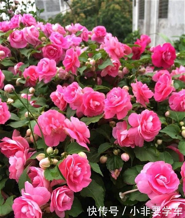 四季开花的花,我建议你养这1种,开花多多,比玫瑰和茶花都漂亮!