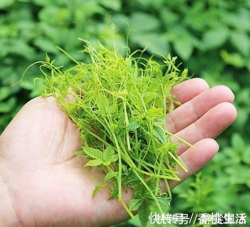 南方人参|生长在路旁,曾是开荒的拦路虎,殊不知是“南方人参”,名贵药材