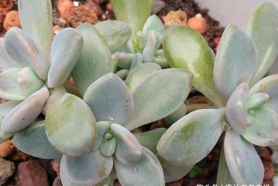 还记得你养的第一盆多肉吗？是不是第一次看到多肉就爱上了它们？