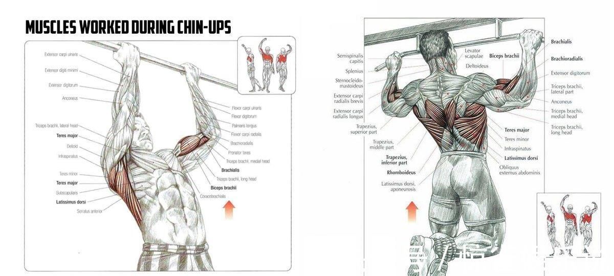 肌群|练背只练引体向上,行不行练成小清新肌肉男够了,练成猛男不够