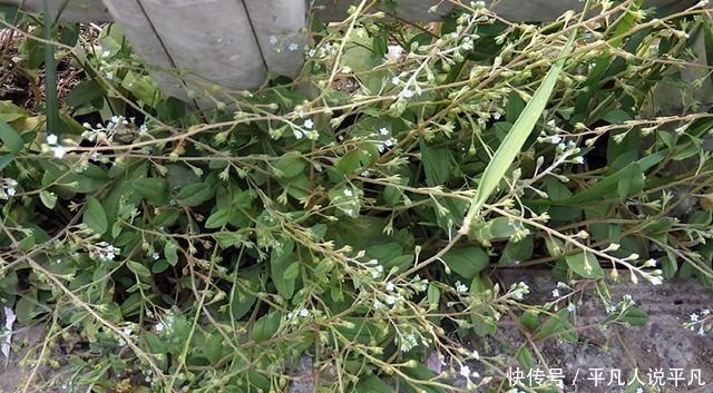 荠菜|农村1种“趴地菜”,如今60元一斤却没人种,以后见到别错过