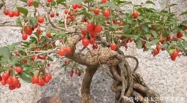 盆栽|3种盆景,找1个枝插土里就能养一棵,能赏花又能结果,特别美