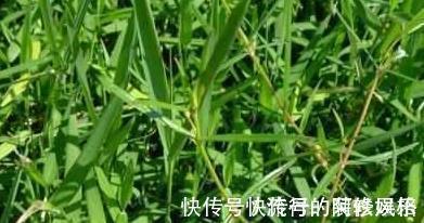 食物|生活中,想要远离癌症,这10种食物要多吃,防癌又养生