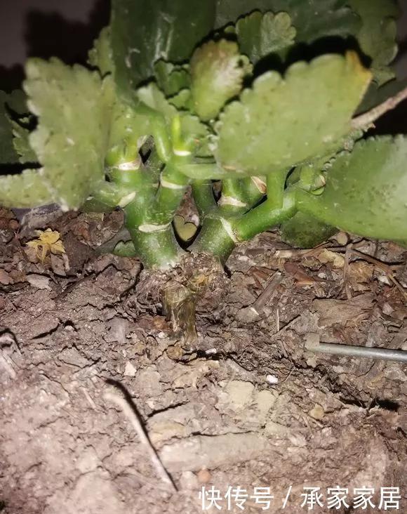 6种花天热会休眠，千万要少浇水，不然3天只剩盆