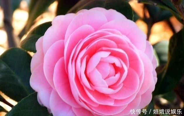 超漂亮的5种花卉，长势好、花色艳，开花硕大香味浓