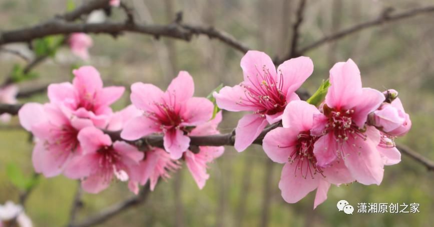 杏林|方杏林/桃花一簇开无主