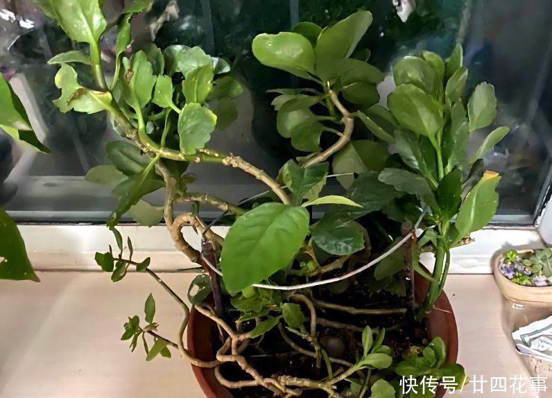 6种花,长高就“变丑”,株型低矮才“漂亮”,要舍得剪