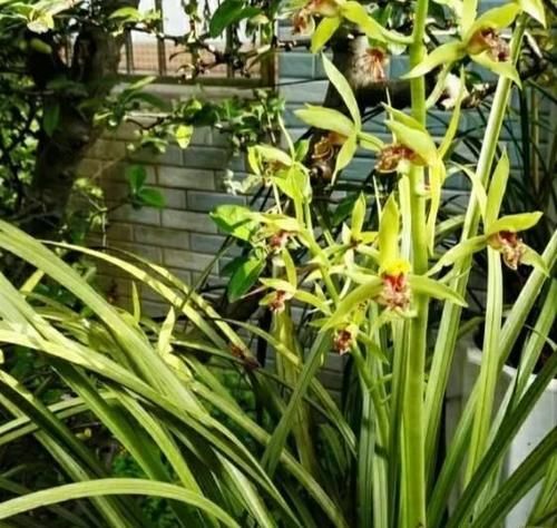  好处|给兰花浇灌或喷洒食醋有什么好处？