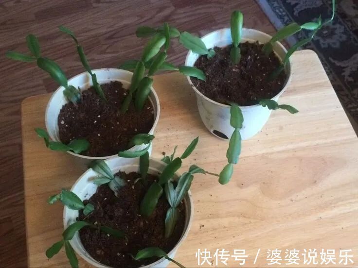 蟹爪兰简单扦插出几十盆，今后随便养，烂掉几棵也有底气