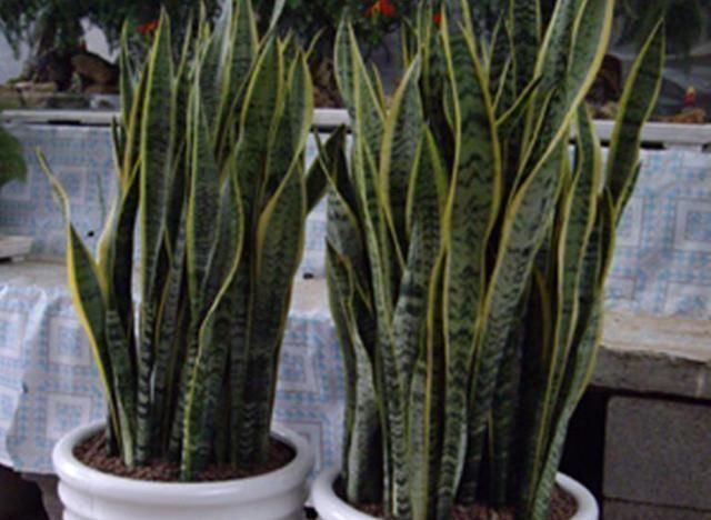 养文竹就要“狠”，黄叶枯枝直接剪，套个袋重新变成小树林