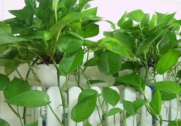 室内养绿萝，靠什么施肥抓住这4样，枝叶旺盛，美如画！