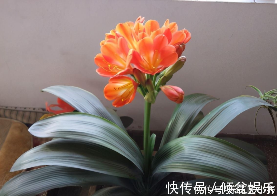 闷根|养君子兰有“六怕”，你知道吗？新手一定要避开