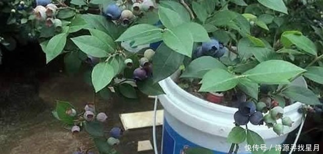 养护|阳台上适合种什么果树!