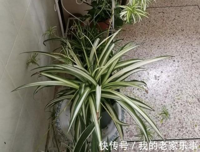 3种“小废渣”,出门捡“1袋”,每隔2个月给花卉用1点,爆盆快!