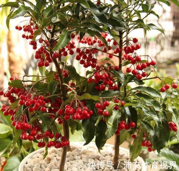 过年买花要“会挑”,4种花养家里“大吉大利”,谁看都有档次