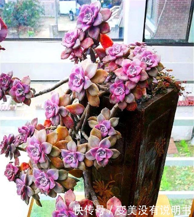 3种最容易养成悬崖桩的多肉,养护简单色彩绚烂,高贵大气有格调!