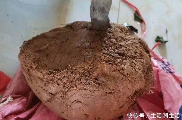 50年的桂花树,卖了5万块钱,大家觉得值吗!