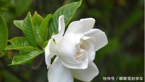 栀子花变美5步走,“傻小白”都能养出好花来,白花一朵接一朵!