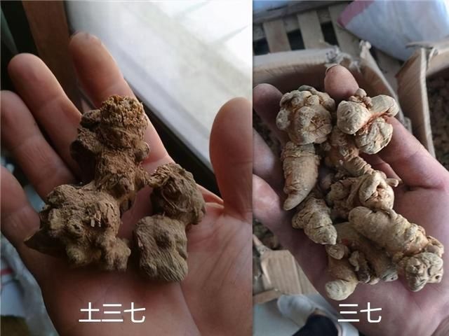 家长注意！6种药材仅一字之差，这类药材可导致儿童性早熟