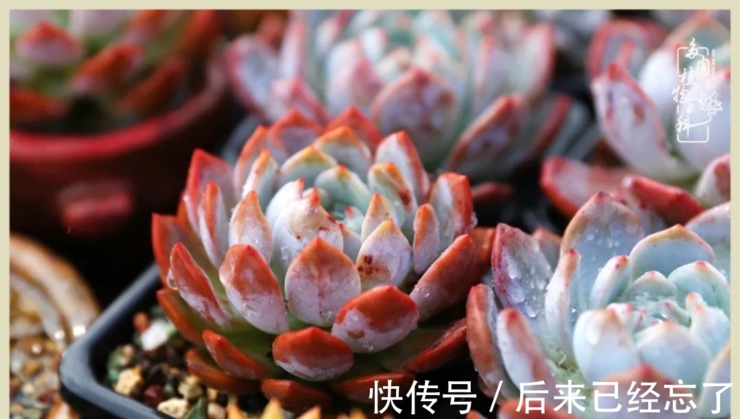 冬天来了,你的多肉让你着迷了吗?