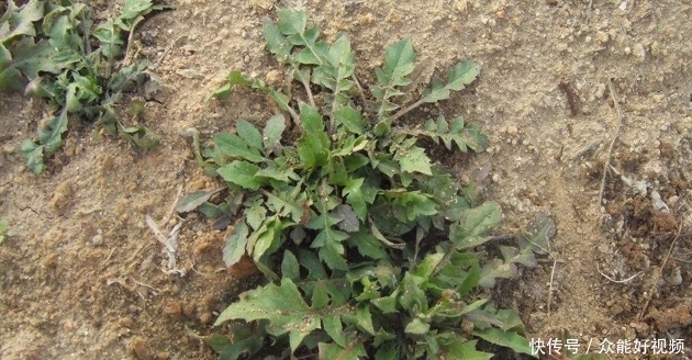 长在地里的野菜,很少一部分人知道这种野草,营养价值却非常高。